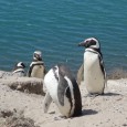 Notre embarcation suit son cours… Depuis les hauts plateaux brésiliens où la rivière Parana (rio Parana) prend sa source, nous avons vogué, franchi les périlleuses chutes d’Iguaçu (article Samba brasileiro) ; […]